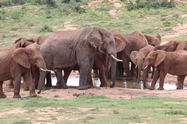 Half-Day Addo Elephant National Park  - Photo 1 of 10